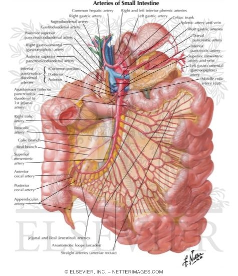 Arteries of Small Intestine
Blood Supply of Small and Large Intestine