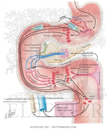 Watermarked preview of labeled image: Secretory, Digestive and Absorptive Functions
Digestion of Protein 
Secretory, Digestive and Absorptive Functions of Small and Large Intestine - Secretion