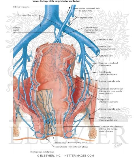 Veins of Rectum and Anal Canal
Venous Drainage of Small and Large Intestine