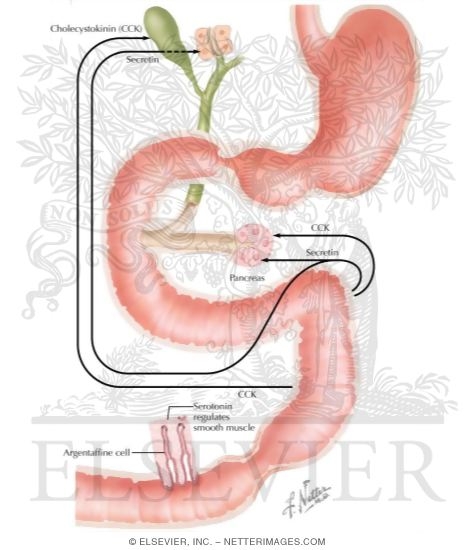 Gastrointestinal Hormones