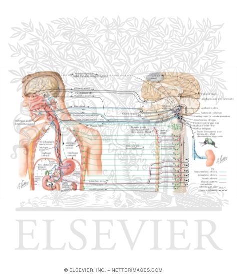 Watermarked preview of labeled image: Nausea and Vomiting