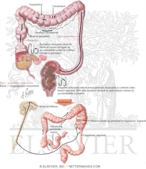 Watermarked preview of unlabeled image: Motility and Dysmotility of the Large Intestine