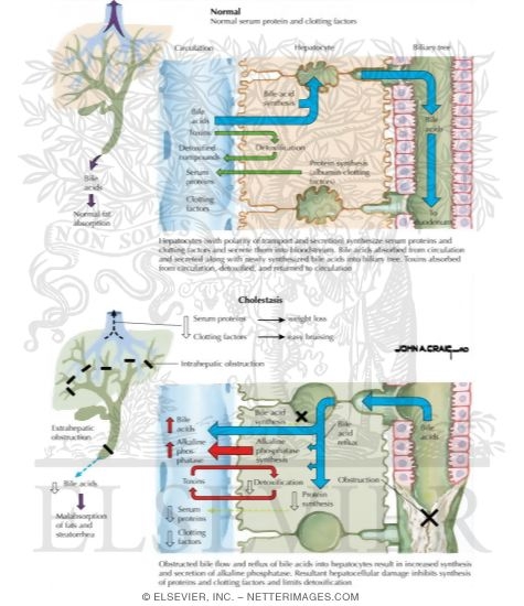 Watermarked preview of unlabeled image: Hepatic Protein and Bile Acid Metabolism: Normal Serum Protein and Clotting Factors and Cholestasis