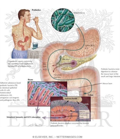 Watermarked preview of unlabeled image: Probiotics