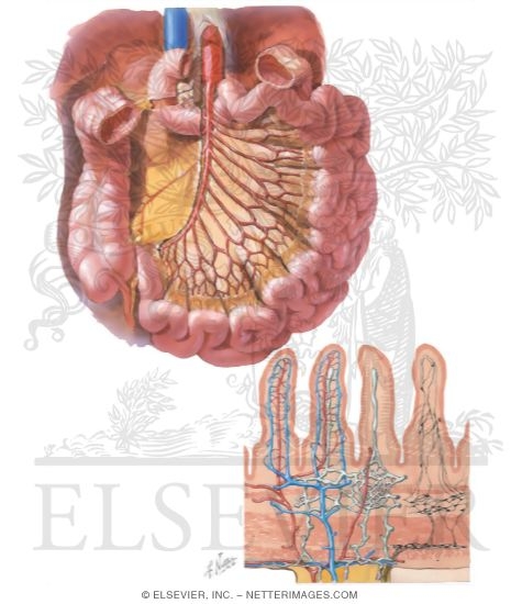 Watermarked preview of unlabeled image: Arterial Supply of Small Intestine