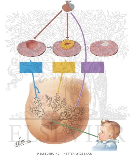 Physiology of the Breast