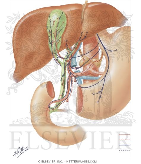 Innervation Of Biliary System