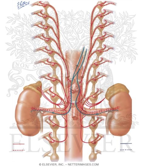 Innervation of Adrenal Glands And Kidneys