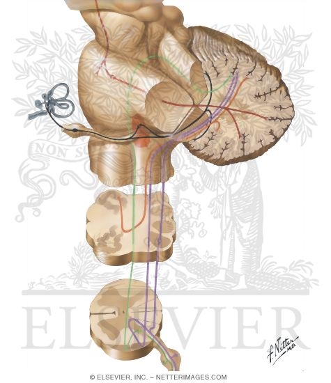 Watermarked preview of unlabeled image: Cerebellum: Afferent Pathways