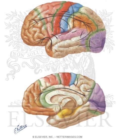 Cerebral Cortex: Localization of Function and Association Pathways