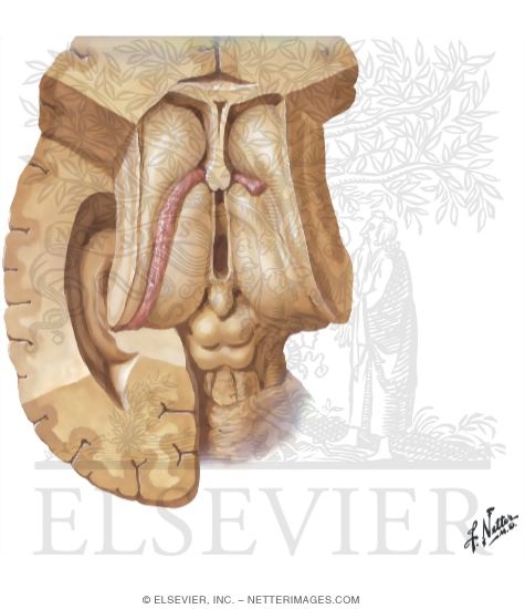 Thalamus