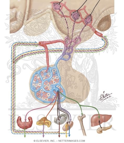 Watermarked preview of unlabeled image: Hypothalamus