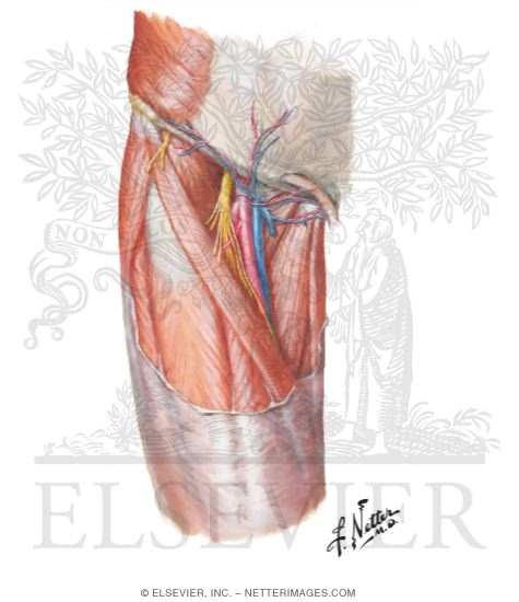 Watermarked preview of unlabeled image: Arteries and Nerves of Thigh: Superficial Dissection - Anterior View