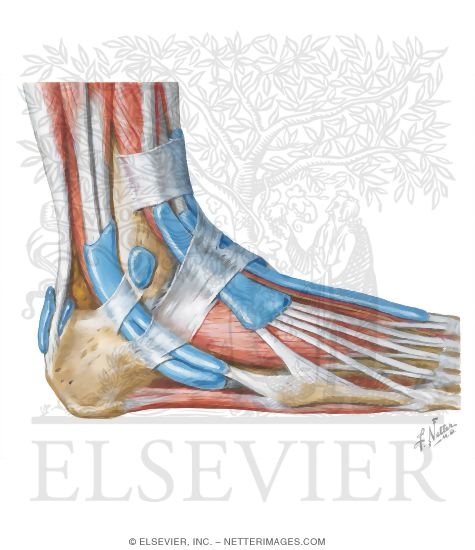 Watermarked preview of unlabeled image: Tendon Sheaths of Ankle: Lateral View