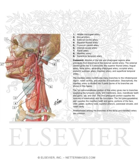 Watermarked preview of labeled image: Arteries of Oral and Pharyngeal Regions
Arterial Supply of the Mouth and Pharynx
Blood Supply of the Mouth and Pharynx
Muscles of Pharynx: Lateral View