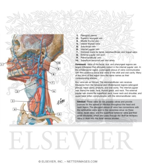 Veins of Oral and Pharyngeal Regions
Venous Drainage of the Mouth and Pharynx