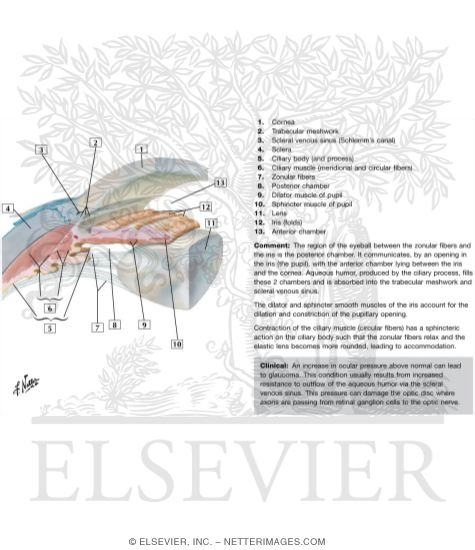 Anterior and Posterior Chambers of Eye
Anatomy of the Anterior Chamber
