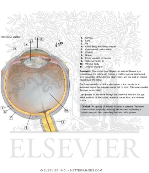 Anatomy of the Eyeball