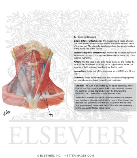 Muscles of Neck: Anterior View