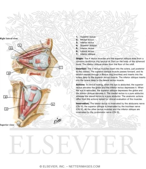 Extrinsic muscles of shop eye