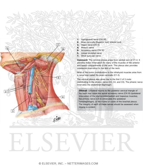 Cervical Plexus In Situ