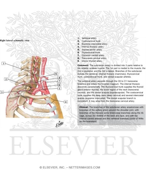 Subclavian Artery