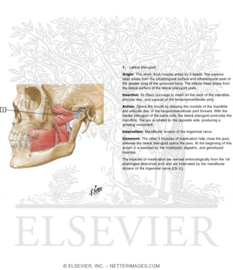 Watermarked preview of labeled image: Temporal Region: Muscles of Mastication