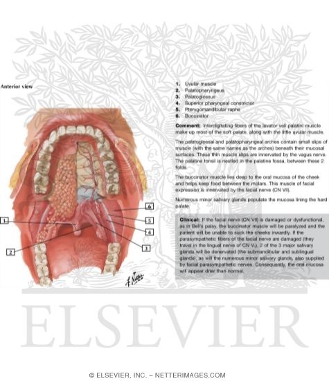 Oral Cavity: Mouth and Palate