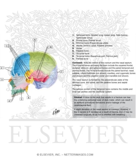 Watermarked preview of labeled image: Skull: Midsagittal Section