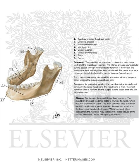 Mandible