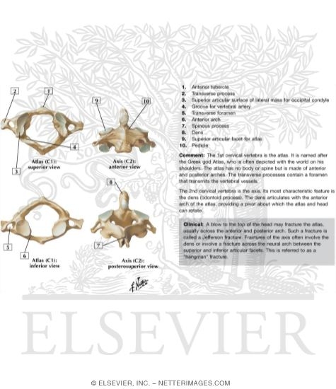 Cervical Vertebrae: Atlas and Axis