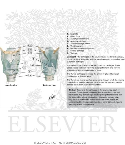 Cartilages of Larynx
