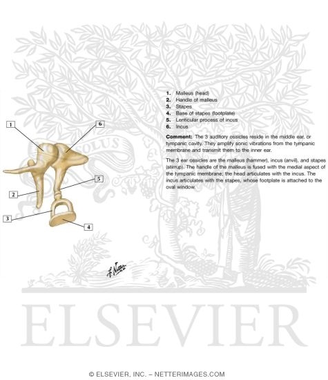 Watermarked preview of unlabeled image: Auditory Ossicles