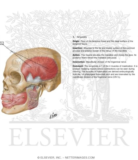 Muscles Involved In Mastication