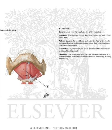 Watermarked preview of unlabeled image: Floor of Mouth: Anteroinferior View