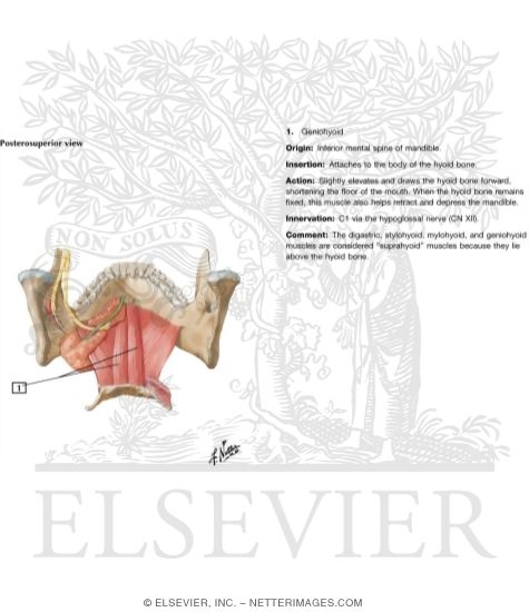 Watermarked preview of labeled image: Floor of Mouth