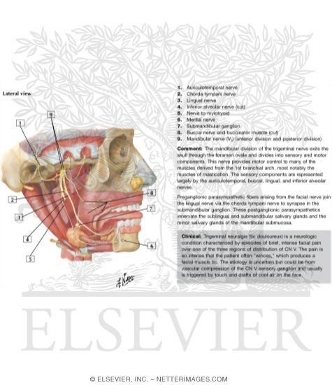 Mandibular Nerve
