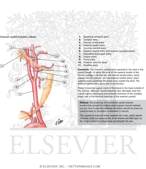 Watermarked preview of labeled image: Arterial Supply of the Inner Ear