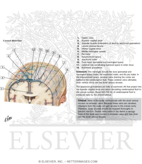 Schematic of Meninges