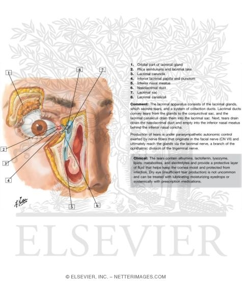 Watermarked preview of unlabeled image: Lacrimal Apparatus