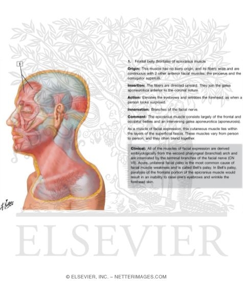 Muscles of Facial Expression: Lateral View