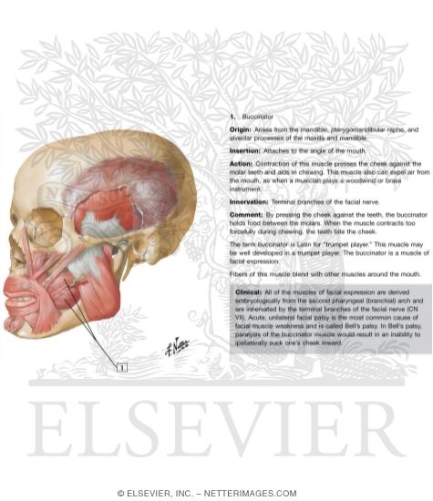 Temporal Region: Muscles of Mastication