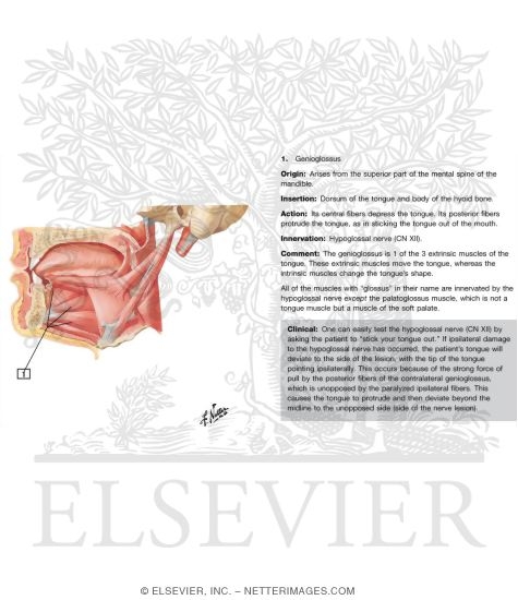 Oral Cavity: Tongue