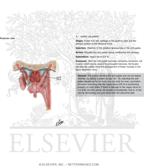 Oral Cavity: Palate