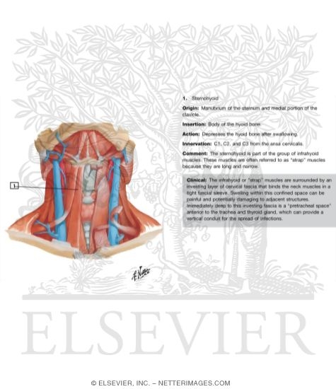 Watermarked preview of labeled image: Infrahyoid and Suprahyoid Muscles