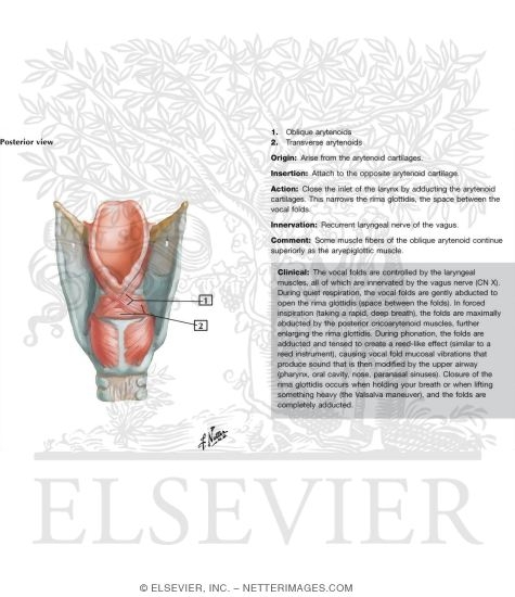 Watermarked preview of unlabeled image: Muscles of Larynx
