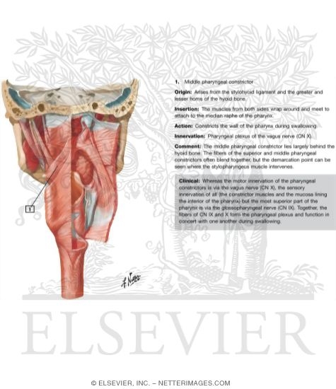 Muscles of Pharynx: Partially Opened Posterior View
Musculature of Pharynx
Posterior View of Pharyngeal Muscles