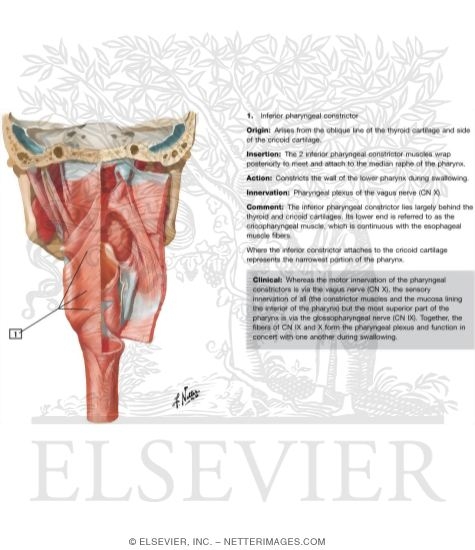 Muscles of Pharynx: Partially Opened Posterior View
Musculature of Pharynx
Posterior View of Pharyngeal Muscles