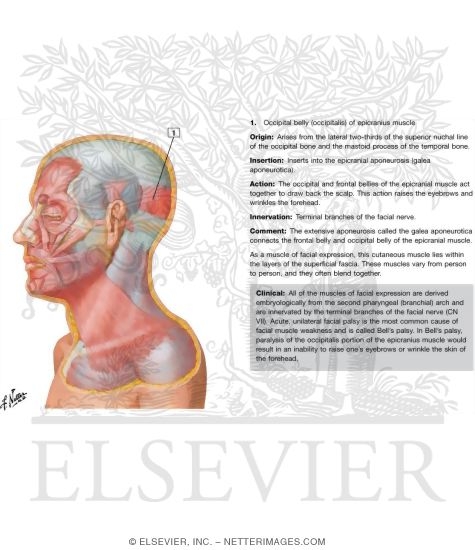 Muscles of Facial Expression: Lateral View