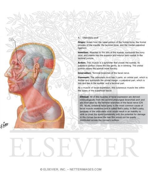 Watermarked preview of labeled image: Muscles of Facial Expression: Lateral View
